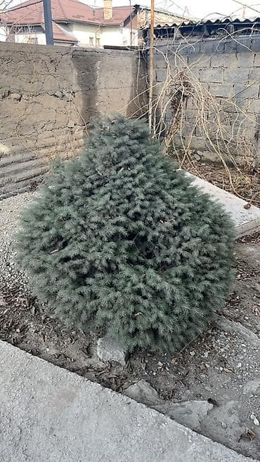 Пихты/ели декоративные для участка - Компактные хвойные кусты и at lalafo.kg Пихты/ели декоративные для участка - Компактные хвойные кусты и