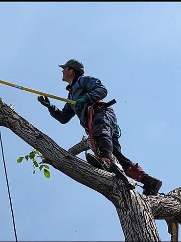 Спил деревьев любой сложности. Промышленный альпинизм и верхолазные at lalafo.kg Спил деревьев любой сложности. Промышленный альпинизм и верхолазные