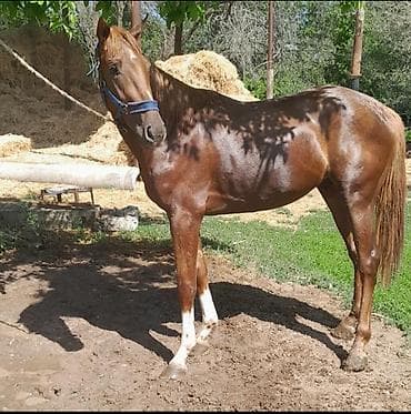 Продаю | Конь (самец) | Английская | Конный спорт | Племенные at lalafo.kg Продаю | Конь (самец) | Английская | Конный спорт | Племенные