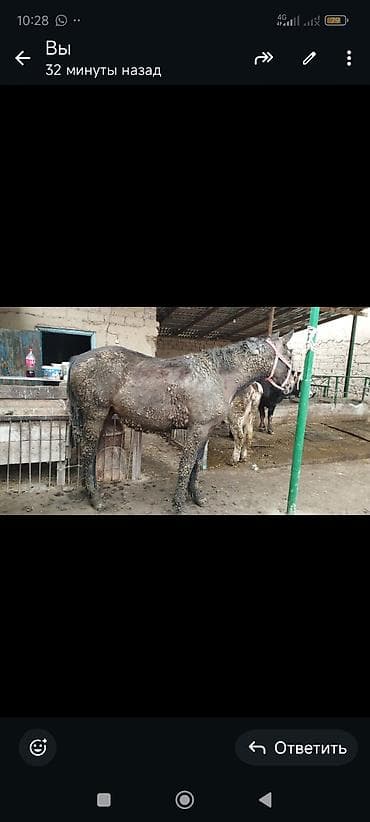 Продаю | Кобыла (самка) | Дончак | На забой | Мерин at lalafo.kg Продаю | Кобыла (самка) | Дончак | На забой | Мерин