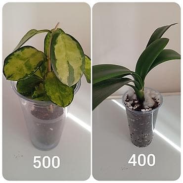 Антуриумдар: Гулдор: замиакулькас 200-250, сансавиерие(высокорослый вид) 200, хоя lalafo.kg да — 2 Антуриумдар: Гулдор: замиакулькас 200-250, сансавиерие(высокорослый вид) 200, хоя — 2