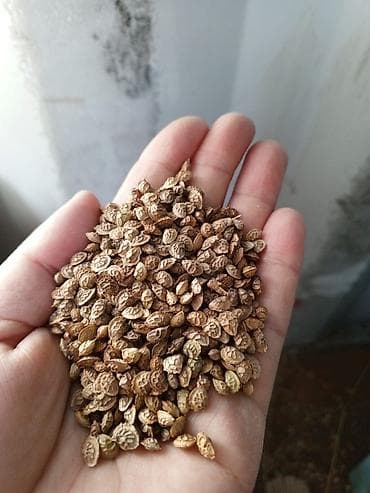 🌱 Продам семена эспарцета (эспарсевта) 🌱 Продаются качественные at lalafo.kg 🌱 Продам семена эспарцета (эспарсевта) 🌱 Продаются качественные