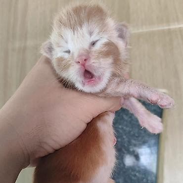 Мейн-кун Ласковый Гигант🥳🥳🥳🥳, малыш Мейн-кун открыть для бронирование at lalafo.kg Мейн-кун Ласковый Гигант🥳🥳🥳🥳, малыш Мейн-кун открыть для бронирование