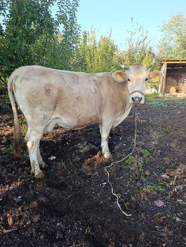 Продаю | Корова (самка) | Для молока | Привязанные at lalafo.kg Продаю | Корова (самка) | Для молока | Привязанные
