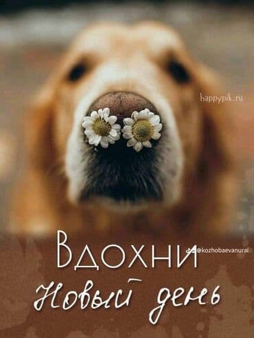 Уборка помещений, | Уборка раз в неделю, Уборка после ремонта, Мойка окон, | Подвал, погреб, Офисы, Квартиры at lalafo.kg Уборка помещений, | Уборка раз в неделю, Уборка после ремонта, Мойка окон, | Подвал, погреб, Офисы, Квартиры