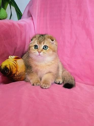 Шотландские чистопородные котята. Scottish fold и straight две lalafo.kg да — 3 Шотландские чистопородные котята. Scottish fold и straight две — 3