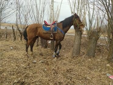 Продаю | Жеребец | Полукровка | Конный спорт at lalafo.kg Продаю | Жеребец | Полукровка | Конный спорт