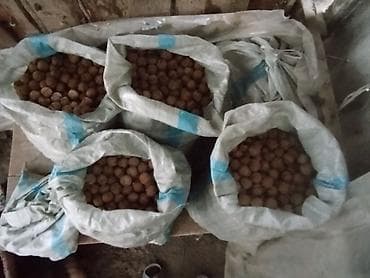 Грецкий орех в скорлупе, урожай из частного хозяйства. - Фракция at lalafo.kg Грецкий орех в скорлупе, урожай из частного хозяйства. - Фракция