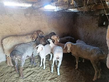 Продаю | Овца (самка) | Для разведения | Матка at lalafo.kg Продаю | Овца (самка) | Для разведения | Матка