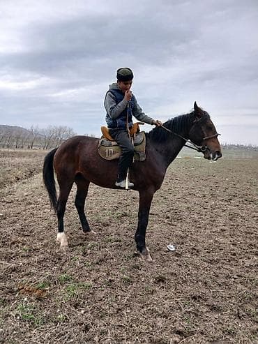 Продаю | Конь (самец) | Рабочий at lalafo.kg Продаю | Конь (самец) | Рабочий