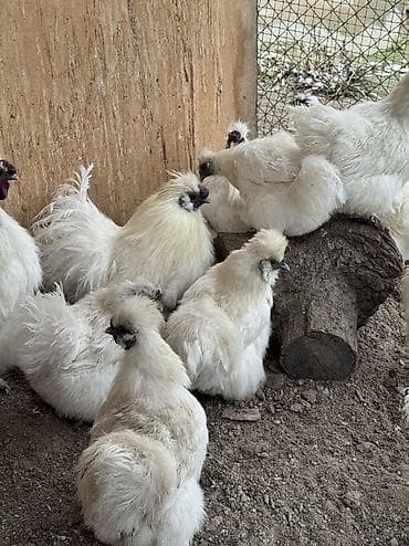 Продаю | Петух, Куры | Для разведения at lalafo.kg Продаю | Петух, Куры | Для разведения