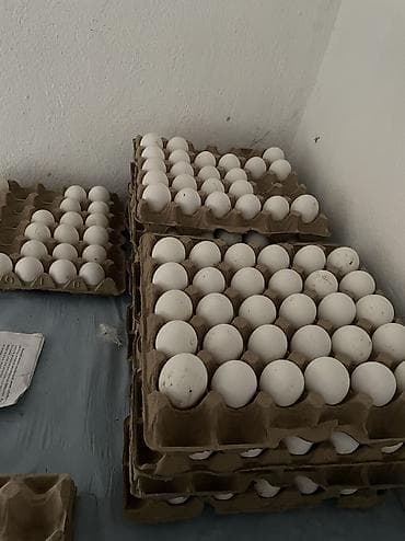 Инкубационные яица. Балапан чыгарганга таза кандуу порода легорнн ак at lalafo.kg Инкубационные яица. Балапан чыгарганга таза кандуу порода легорнн ак