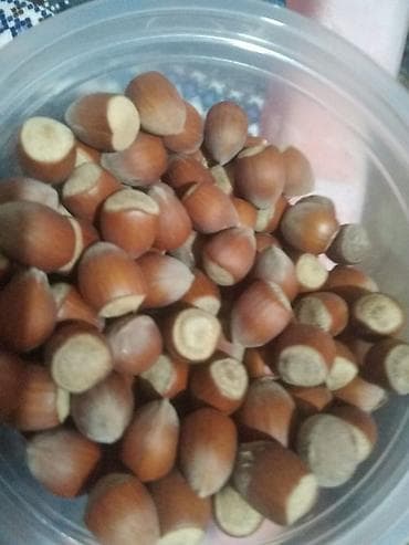 Саженцы прибалтийскогофундука (лещины),годовалые от 300 сомов at lalafo.kg Саженцы прибалтийскогофундука (лещины),годовалые от 300 сомов