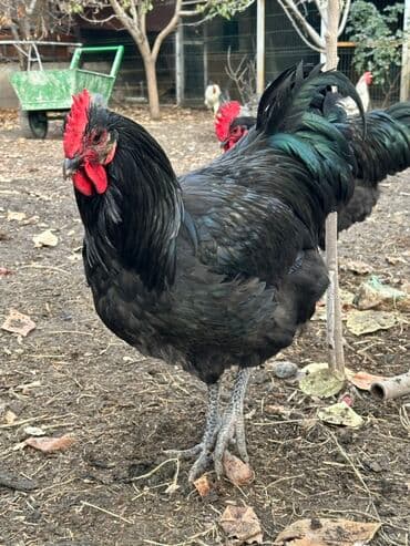 Продаю | Петух | Для разведения at lalafo.kg Продаю | Петух | Для разведения
