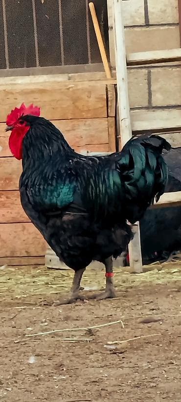 Джерсийский гигант жумурткага жана жөжөлөргө заказ алабыз at lalafo.kg Джерсийский гигант жумурткага жана жөжөлөргө заказ алабыз