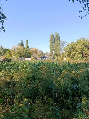 Малина кочот сатылат сорт полька баксы 20 сомдон Сосновский поворот at lalafo.kg Малина кочот сатылат сорт полька баксы 20 сомдон Сосновский поворот