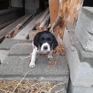 Дратхаар, 2 месяца, Самка at lalafo.kg Дратхаар, 2 месяца, Самка