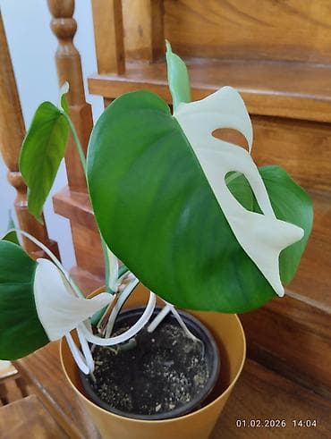 Монстера вариегатная (Monstera deliciosa variegata, альбо-вариегата) at lalafo.kg Монстера вариегатная (Monstera deliciosa variegata, альбо-вариегата)