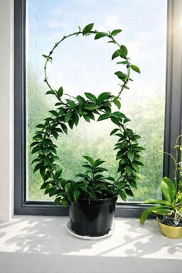 Лиана в горшке с опорой-топиари «восьмёрка» можно подарить на 8 марта at lalafo.kg Лиана в горшке с опорой-топиари «восьмёрка» можно подарить на 8 марта