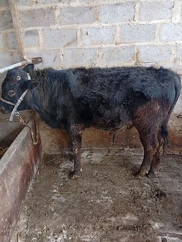 Продаю | Бык (самец) | На откорм | Привязанные at lalafo.kg Продаю | Бык (самец) | На откорм | Привязанные