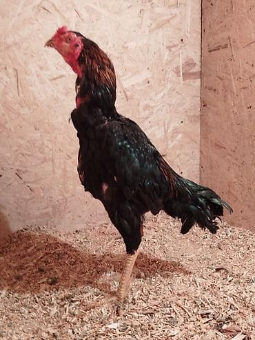 Дакан короз сатылат тошундо жарасы бар карт болуп калган жеп ичиши at lalafo.kg Дакан короз сатылат тошундо жарасы бар карт болуп калган жеп ичиши