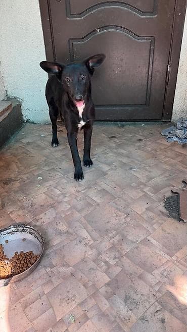 Proton: Собака даром: 8 месяцев, Самец at lalafo.kg — 3 Proton: Собака даром: 8 месяцев, Самец — 3