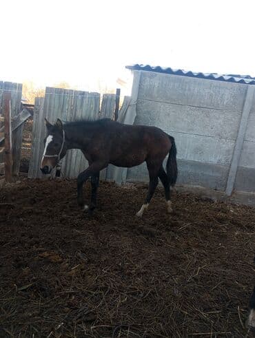 Продаю | Жеребенок | Для разведения at lalafo.kg Продаю | Жеребенок | Для разведения