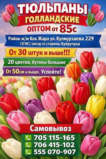 Тюльпаны Голландские от 85с ОПТОМ (Район ж/м Кок Жара) ул at lalafo.kg Тюльпаны Голландские от 85с ОПТОМ (Район ж/м Кок Жара) ул