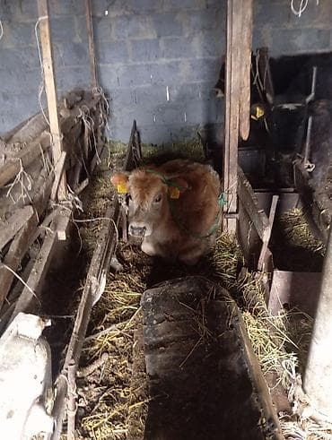 Продаю | Тёлка | На откорм | Привязанные at lalafo.kg Продаю | Тёлка | На откорм | Привязанные