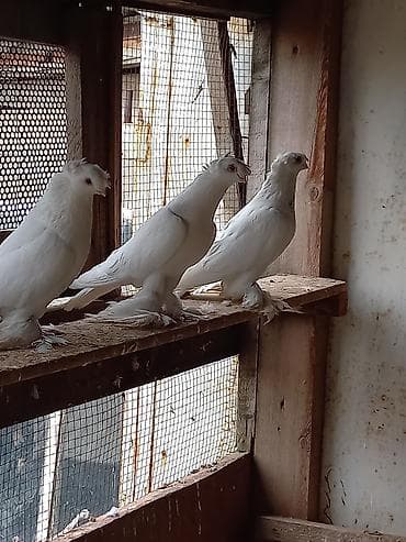 Белые декоративные голуби с хохолком и «чубом», оперённые лапы. Порода at lalafo.kg Белые декоративные голуби с хохолком и «чубом», оперённые лапы. Порода
