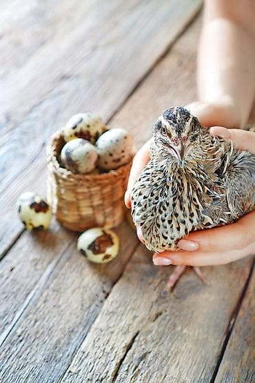 Перепела и инкубационные/столовые перепелиные яйца Описание: - at lalafo.kg Перепела и инкубационные/столовые перепелиные яйца Описание: -