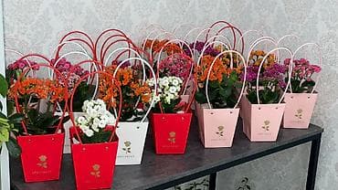 Монстерлер: Горшечные каланхоэ в подарочных пакетах - Цветение: обильные соцветия lalafo.kg да — 4 Монстерлер: Горшечные каланхоэ в подарочных пакетах - Цветение: обильные соцветия — 4