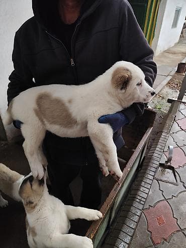 Щенки среднеазиатской овчарки (Алабаи)дата рожд.03.01.26г.Щенки at lalafo.kg Щенки среднеазиатской овчарки (Алабаи)дата рожд.03.01.26г.Щенки