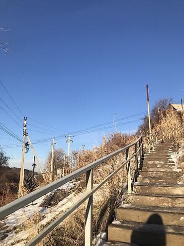 Кошка даром: Скотиш Фолд (Шотландская вислоухая), 11 месяцев, Девочка, Приучена к лотку, С прививками, Проглистована at lalafo.kg Кошка даром: Скотиш Фолд (Шотландская вислоухая), 11 месяцев, Девочка, Приучена к лотку, С прививками, Проглистована