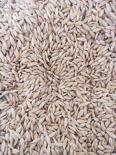 Семена яровой пшеницы Бестам, - Культура: пшеница яровая травлёная - at lalafo.kg Семена яровой пшеницы Бестам, - Культура: пшеница яровая травлёная -