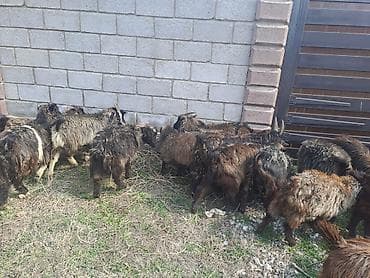 Продаю | Коза (самка) | Для разведения | Племенные at lalafo.kg Продаю | Коза (самка) | Для разведения | Племенные