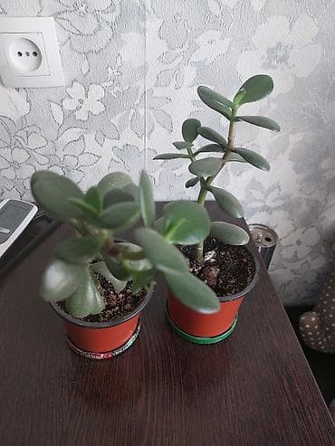 Толстянка (денежное дерево), молодые растения в горшках. - Суккулент at lalafo.kg Толстянка (денежное дерево), молодые растения в горшках. - Суккулент