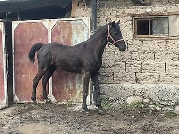 Продаю | Жеребец | Английская | Рабочий, Конный спорт at lalafo.kg Продаю | Жеребец | Английская | Рабочий, Конный спорт