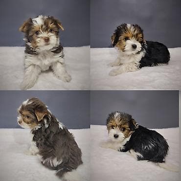 Йоркширский терьер, 2 месяца, Самка, С прививкой, С родословной at lalafo.kg Йоркширский терьер, 2 месяца, Самка, С прививкой, С родословной