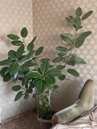 Фикус эластика(резиновое дерево)редкого вида,8 лет. Находится в at lalafo.kg Фикус эластика(резиновое дерево)редкого вида,8 лет. Находится в