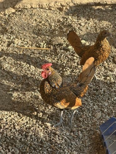 Путшки сибрайт по 2000 молодняк Короздорле сатылат Для особо at lalafo.kg Путшки сибрайт по 2000 молодняк Короздорле сатылат Для особо