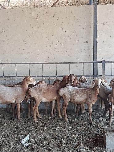 Продаю | Овца (самка), Ягненок | Арашан at lalafo.kg Продаю | Овца (самка), Ягненок | Арашан
