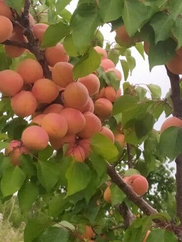 6700 соток, Действующий, Частично с оборудованием, Электричество at lalafo.kg 6700 соток, Действующий, Частично с оборудованием, Электричество