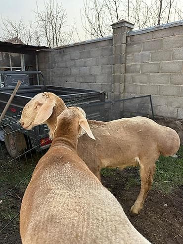 Продаю | Баран (самец) | Арашан | Для разведения | Племенные at lalafo.kg Продаю | Баран (самец) | Арашан | Для разведения | Племенные