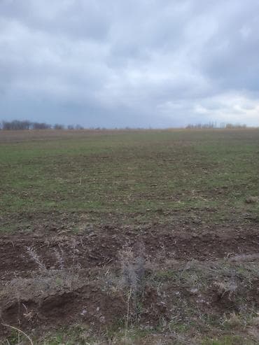 25000 соток, Для сельского хозяйства, Красная книга at lalafo.kg 25000 соток, Для сельского хозяйства, Красная книга