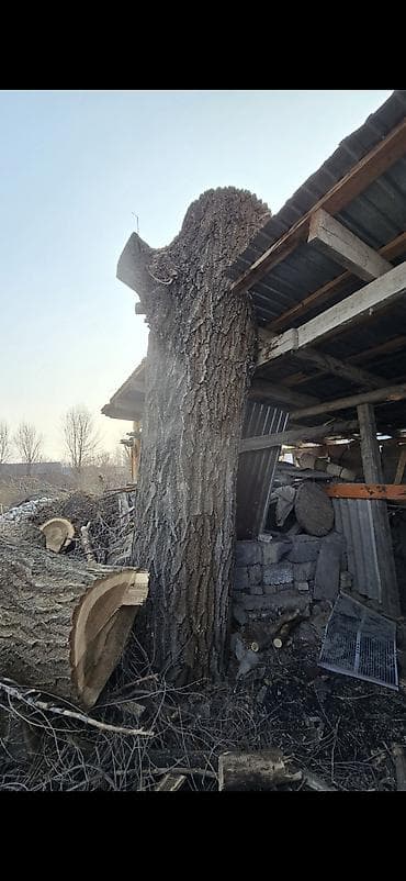 МДФ: Карагач 4м / большой ствол дерева / слэб / колода для мяса Продается lalafo.kg да — 3 МДФ: Карагач 4м / большой ствол дерева / слэб / колода для мяса Продается — 3