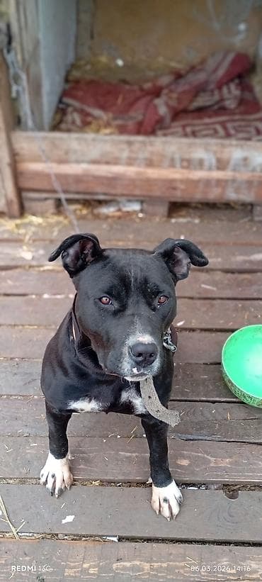 Lotus: Питбуль, 7 месяцев, Самка, С прививкой at lalafo.kg — 8 Lotus: Питбуль, 7 месяцев, Самка, С прививкой — 8