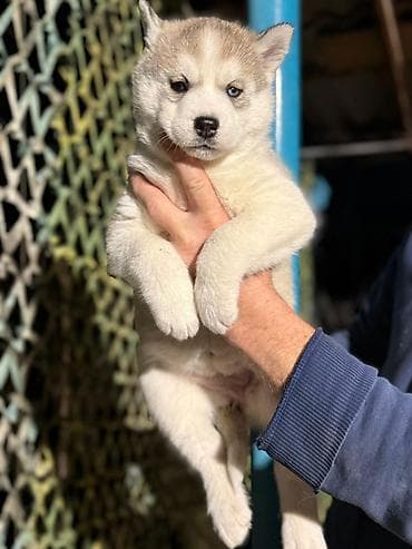 Хаски, 1 месяц, Самка at lalafo.kg Хаски, 1 месяц, Самка