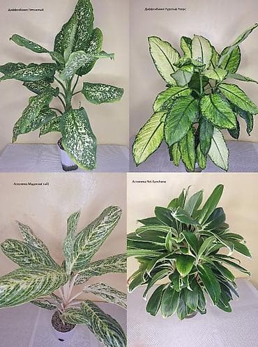 Аглаонемалар: #Аглонемы и Диффенбахии - Домашние Адаптированные!!!! lalafo.kg да — 1 Аглаонемалар: #Аглонемы и Диффенбахии - Домашние Адаптированные!!!! — 1