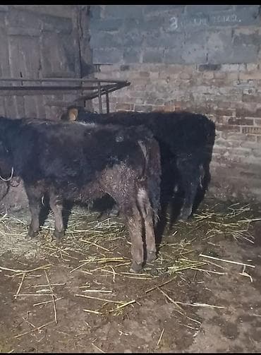 Продаю | Бык (самец), Музоо, торпок | Полукровка | На откорм, Для разведения at lalafo.kg Продаю | Бык (самец), Музоо, торпок | Полукровка | На откорм, Для разведения